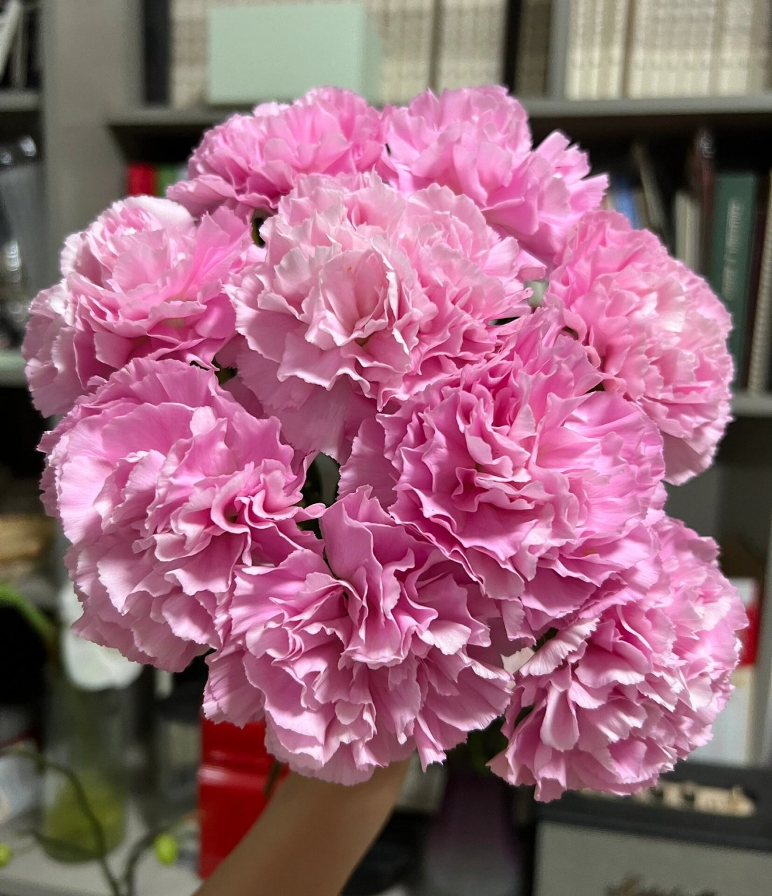 康乃馨|小桃红  53. 小桃红. 桃红色,好开,开放度大,花朵很圆.