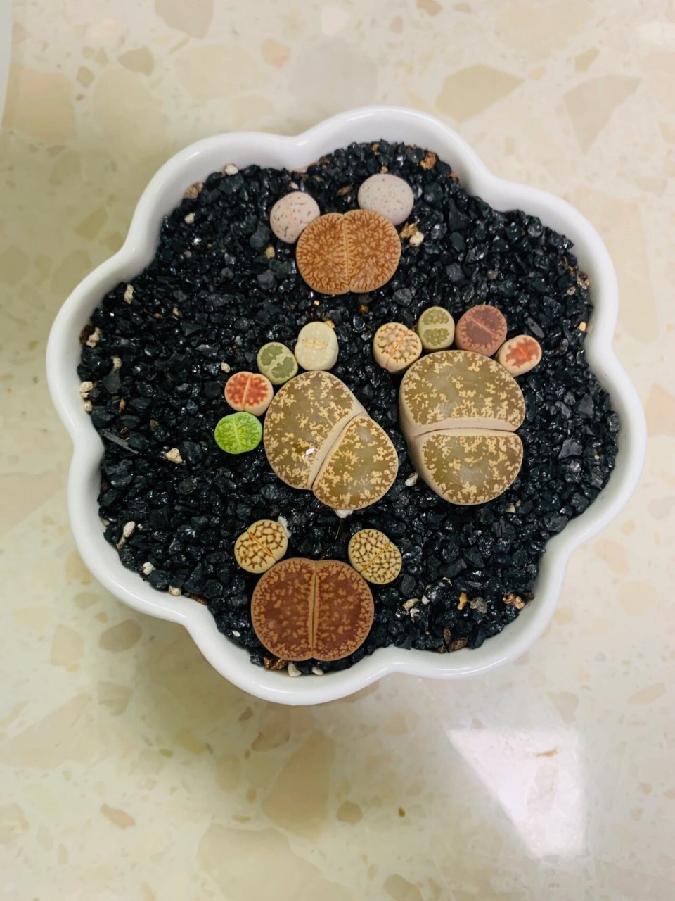 生石花开花了,好治愈啊🥰🥰 #生石花开花