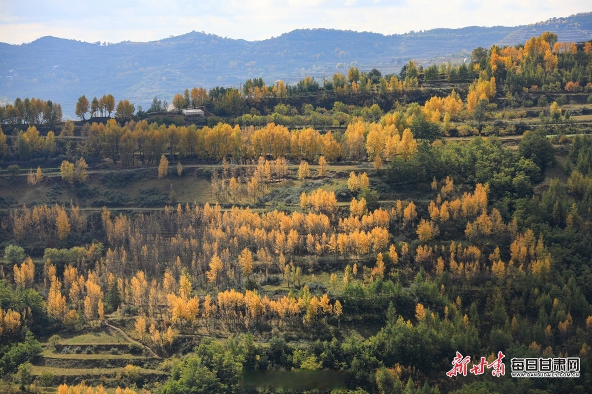 秋风拂过山林,妆点出一场色彩的盛宴,此时,天水市秦安县已是层林尽染