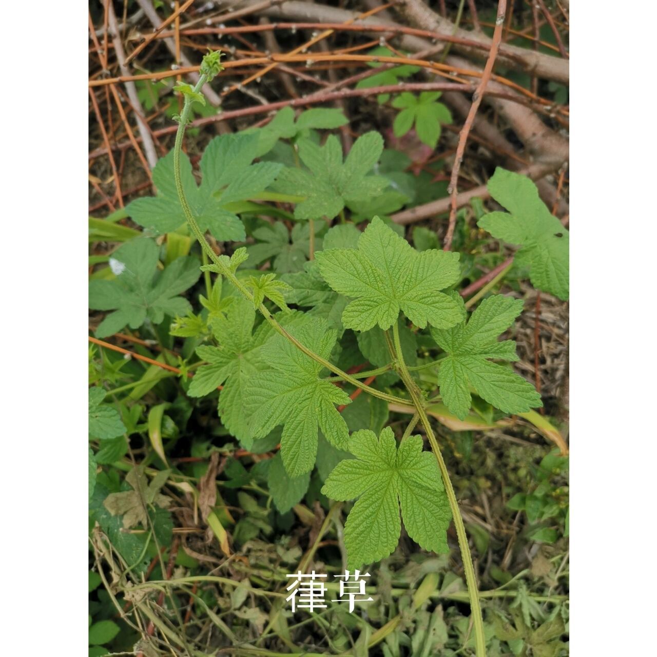 【葎草】是一种招人讨厌的草 葎草,别名拉拉秧,很容易拉伤人的皮肤