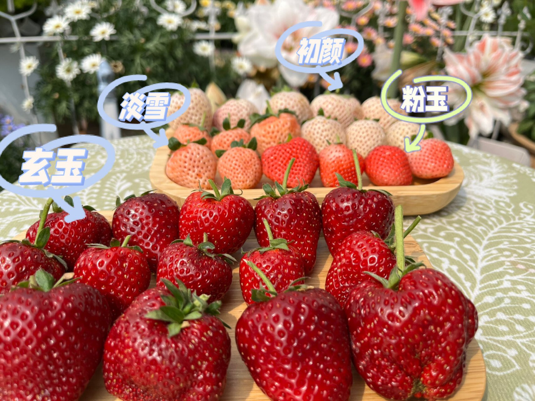 去年我刷到广东草莓大神虾儿才知道了玄玉草莓,现在种出来真发现玄玉