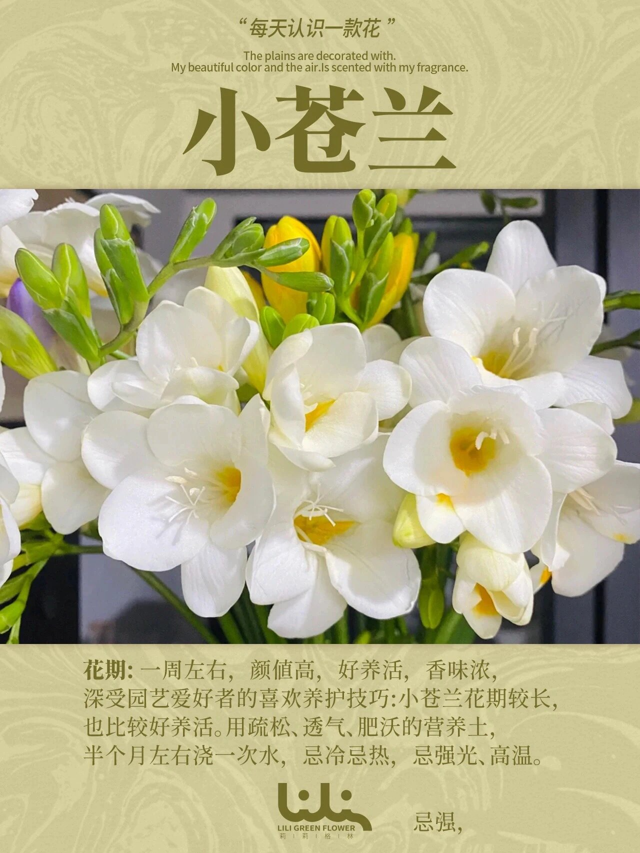 花语 1黄色小苍兰花语是青春