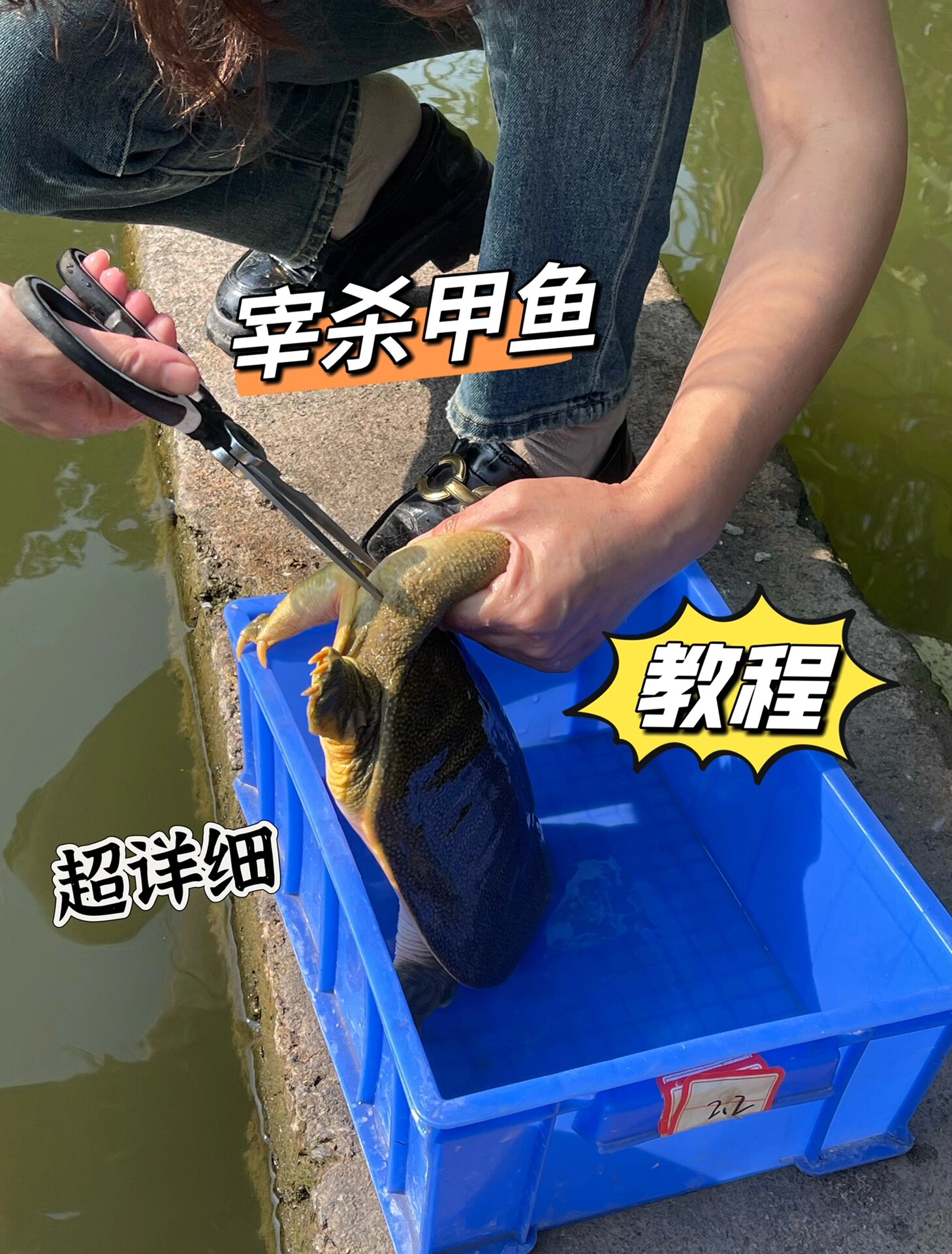 超详细的甲鱼宰杀 教程🙌