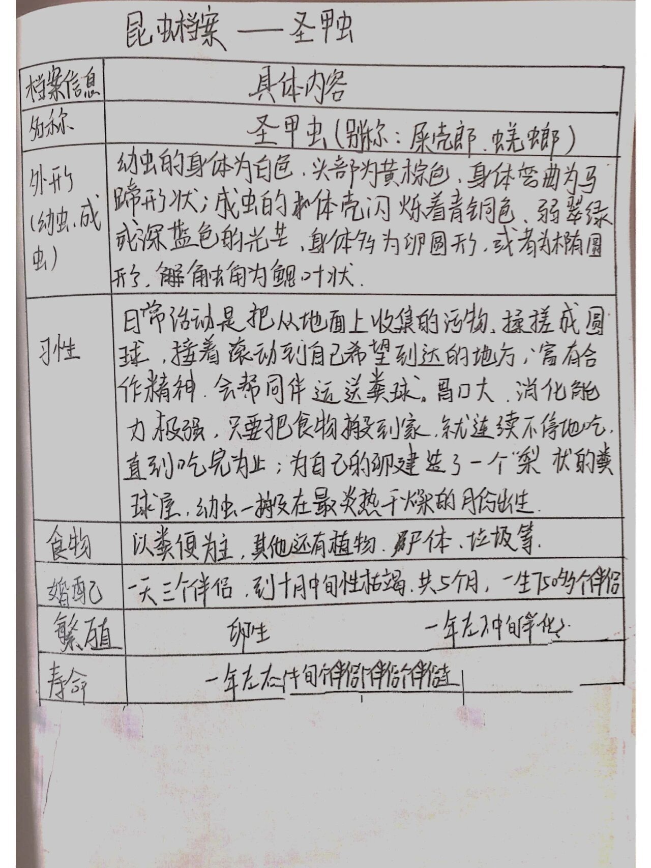 《昆虫记》昆虫档案——圣甲虫