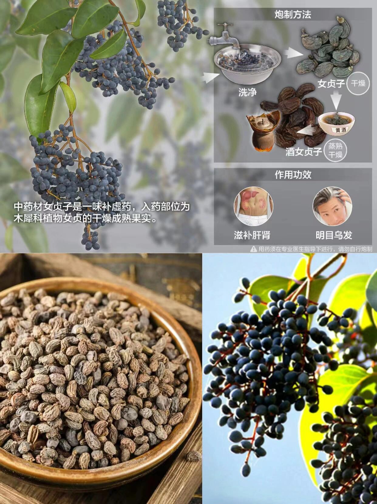 每天认识一味中草药|女贞子 91别名:女贞,女贞实,桢木,冬青子,白蜡