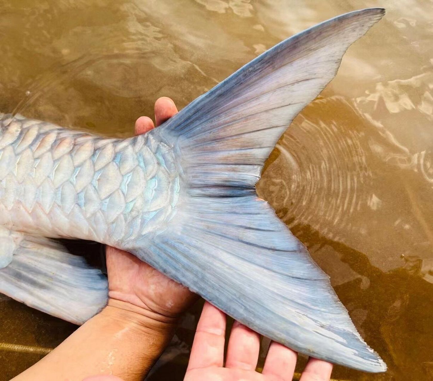 澜沧江的大鳞结鱼 中国澜沧江流域的大鳞结鱼!