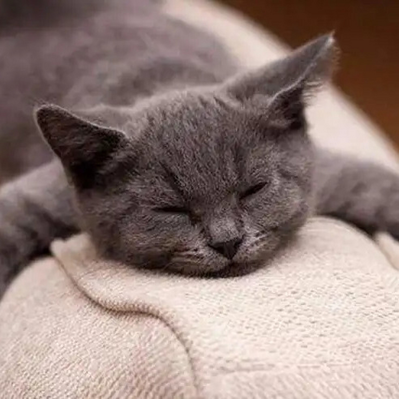 1,猫咪心情沉闷导致.