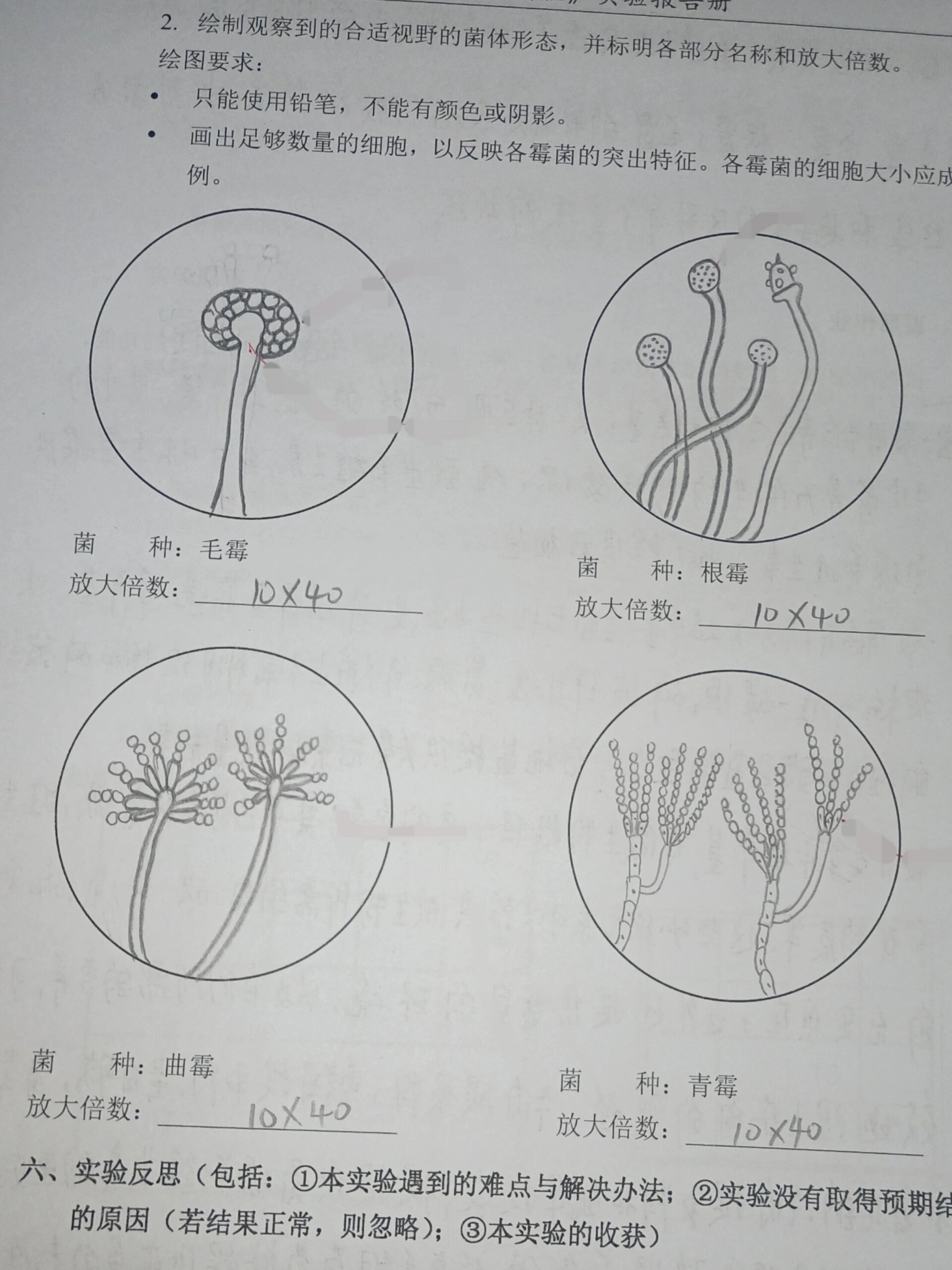 霉菌的细胞结构图片