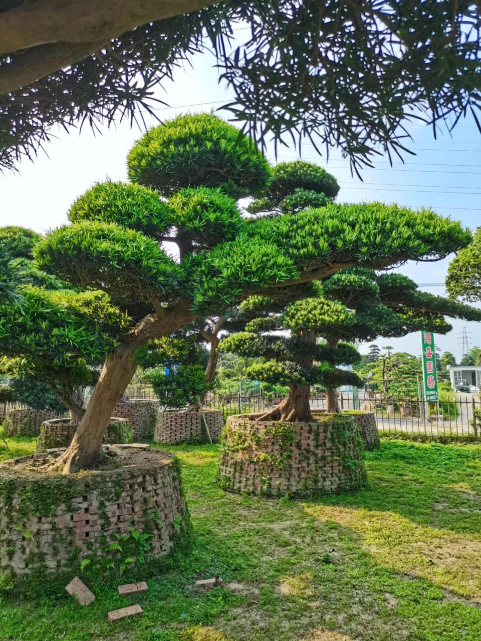 罗汉松   #造型罗汉松 #别墅庭院 家有罗汉松,代代出富翁.