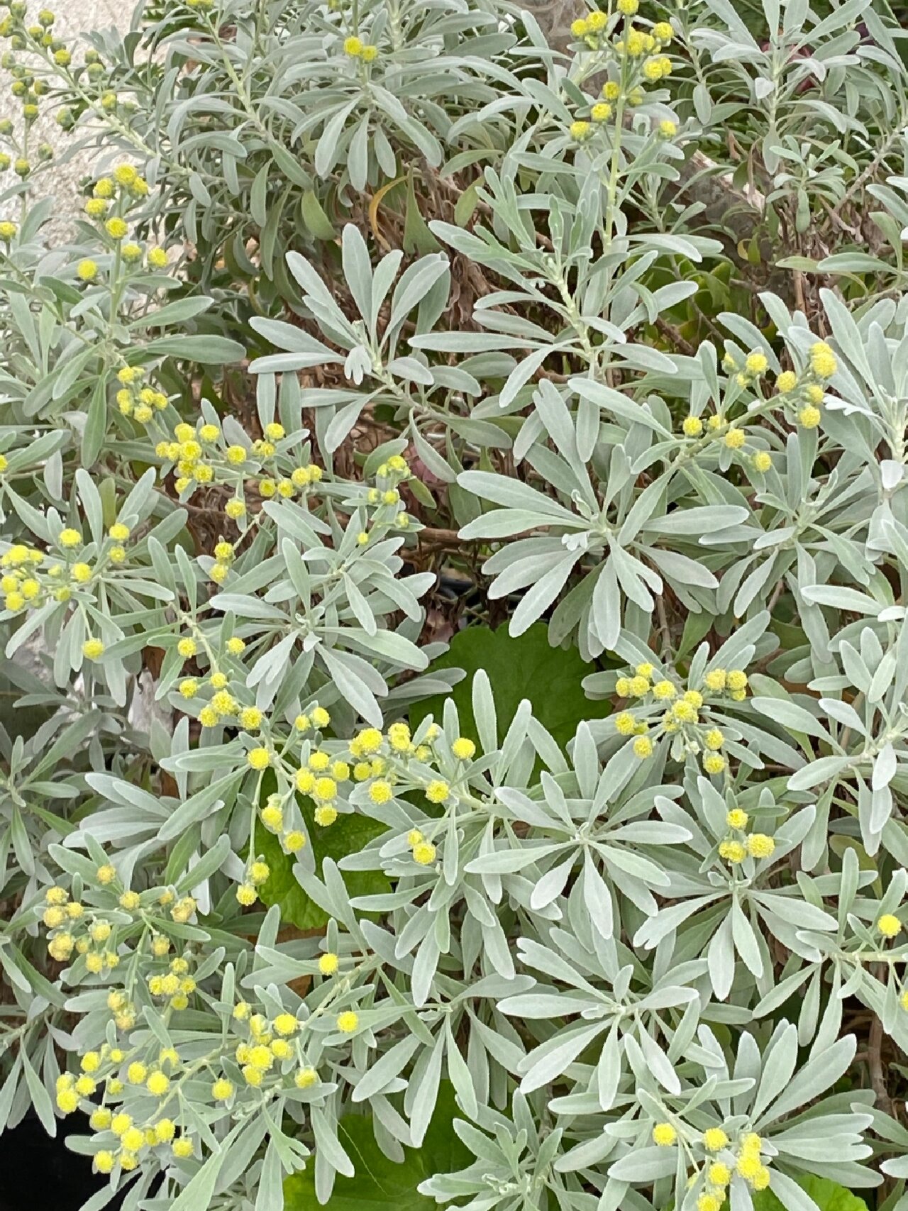 芙蓉菊的药用价值图片