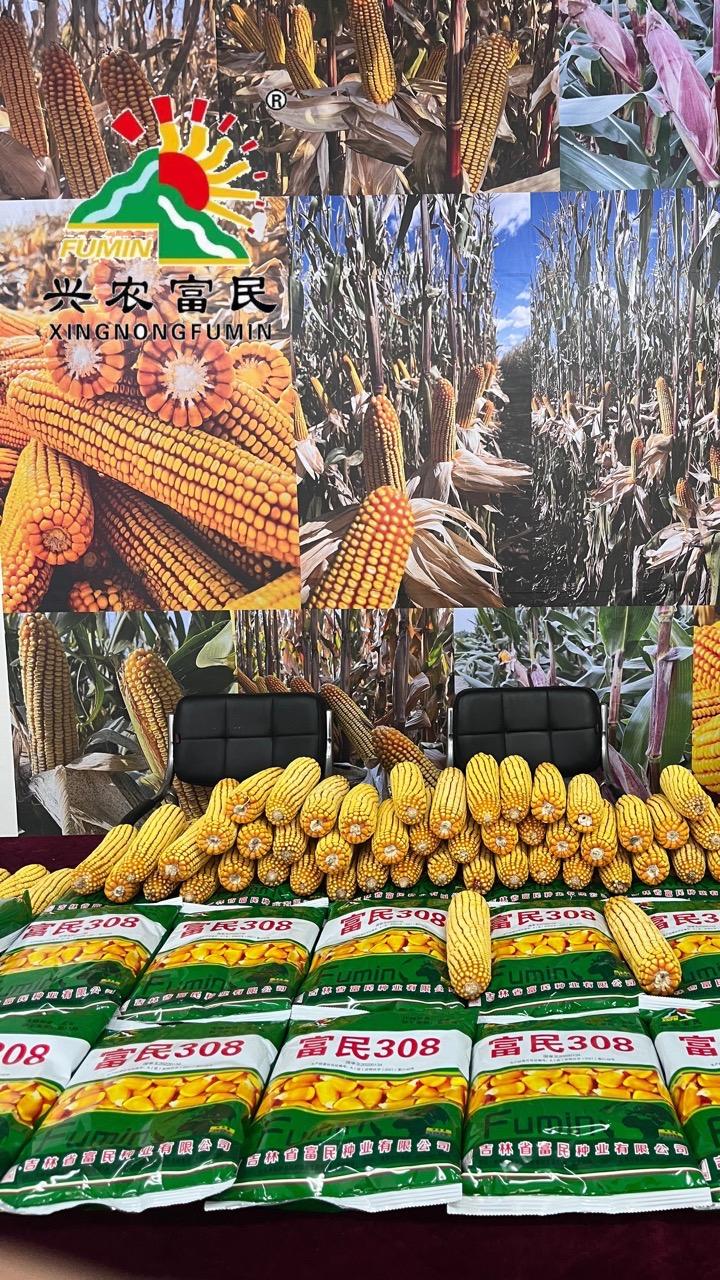 高产玉米种子 #三农 #今日三农爆款 #矮杆大棒玉米种 #人生不容易