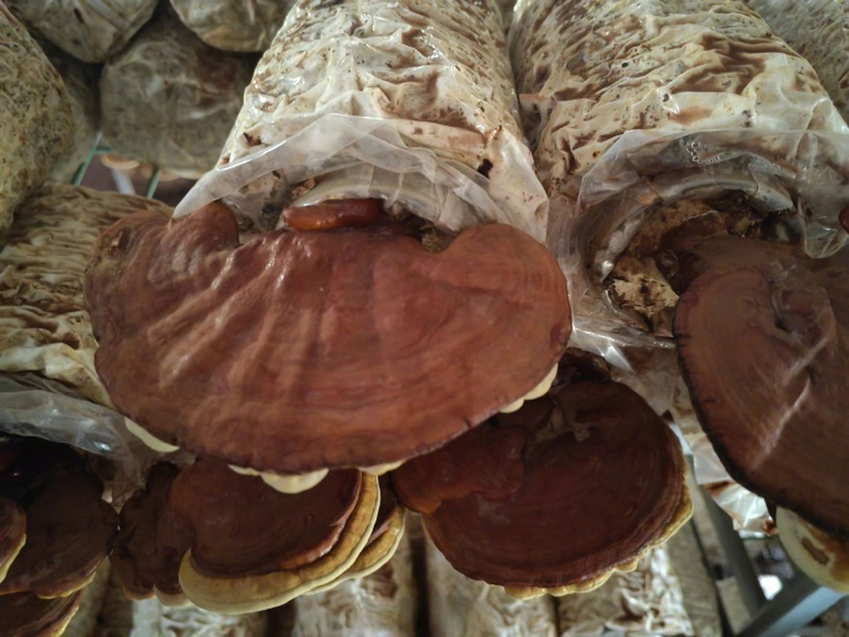 河南有了首个人工栽培的药用灵芝【人工栽培的灵芝药用功能成分更稳定