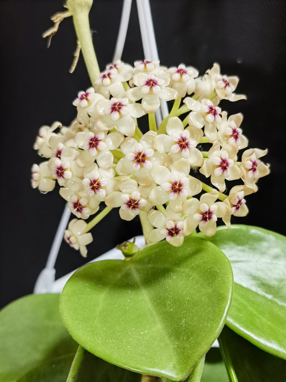 球兰～红花粗蔓