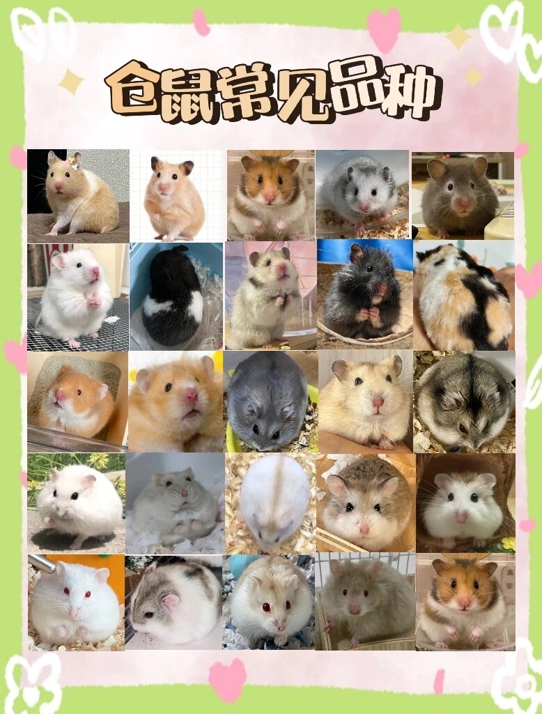 仓鼠常见的品种