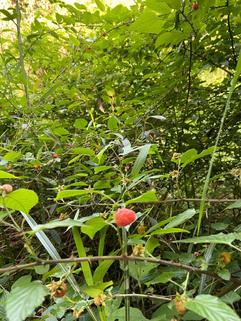 野生草莓91 野草莓,好看又好吃,酸甜可口,口感也非常好.