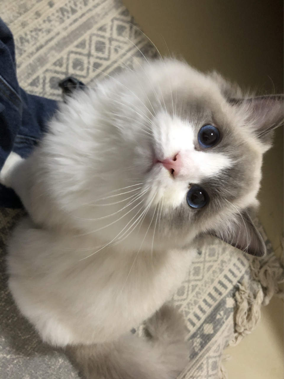 布偶猫|如何分辨蓝双色和海双色布偶 1:我的猫猫在几个月 所以所以