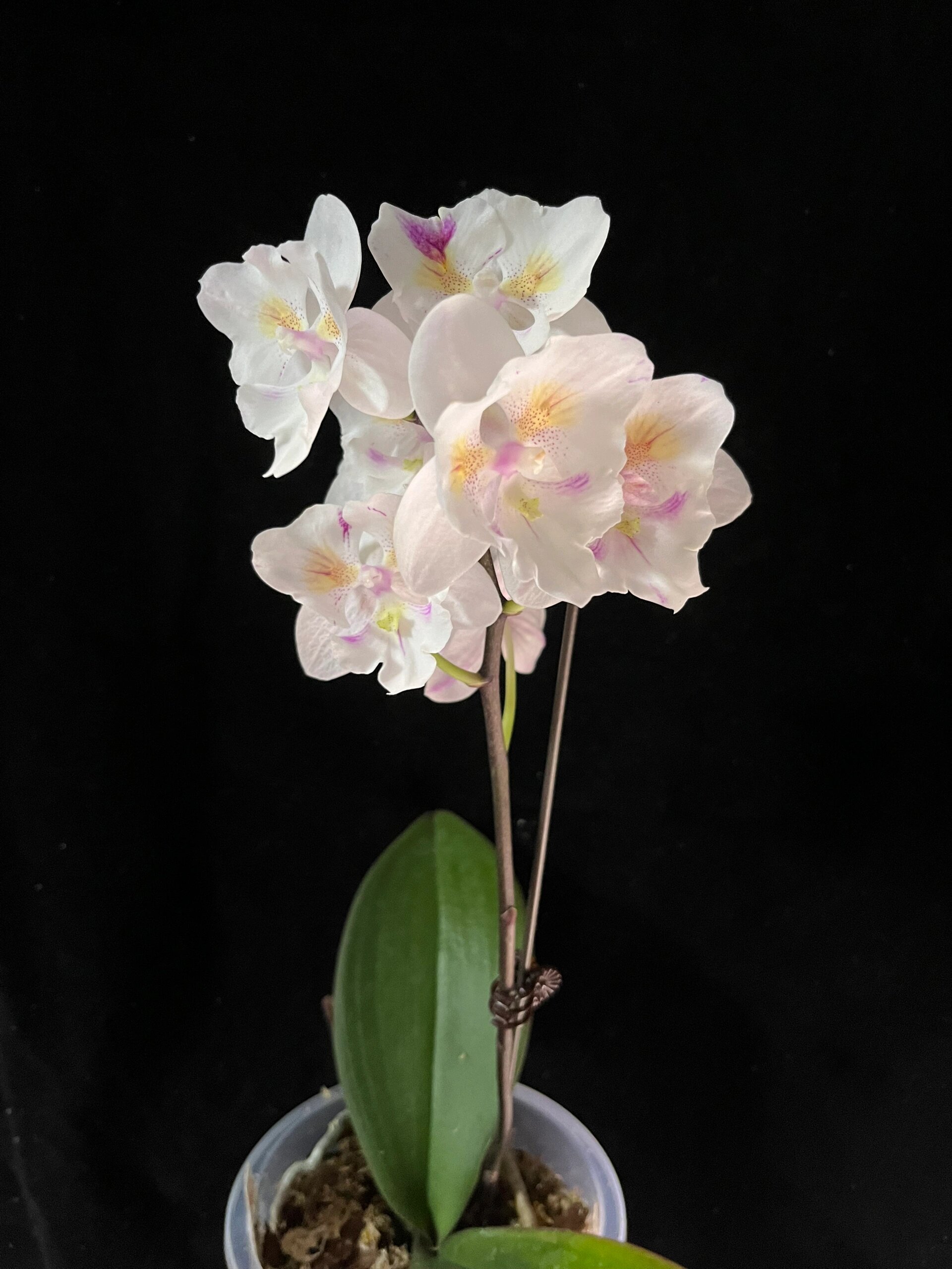 斯华洛大婚纱蝴蝶兰