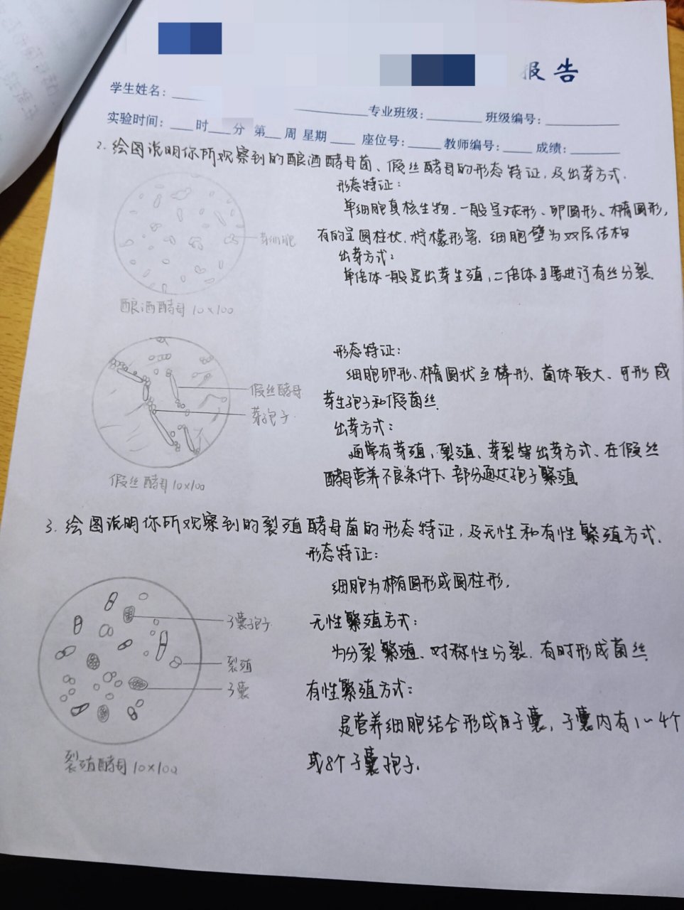 放线菌手绘图片