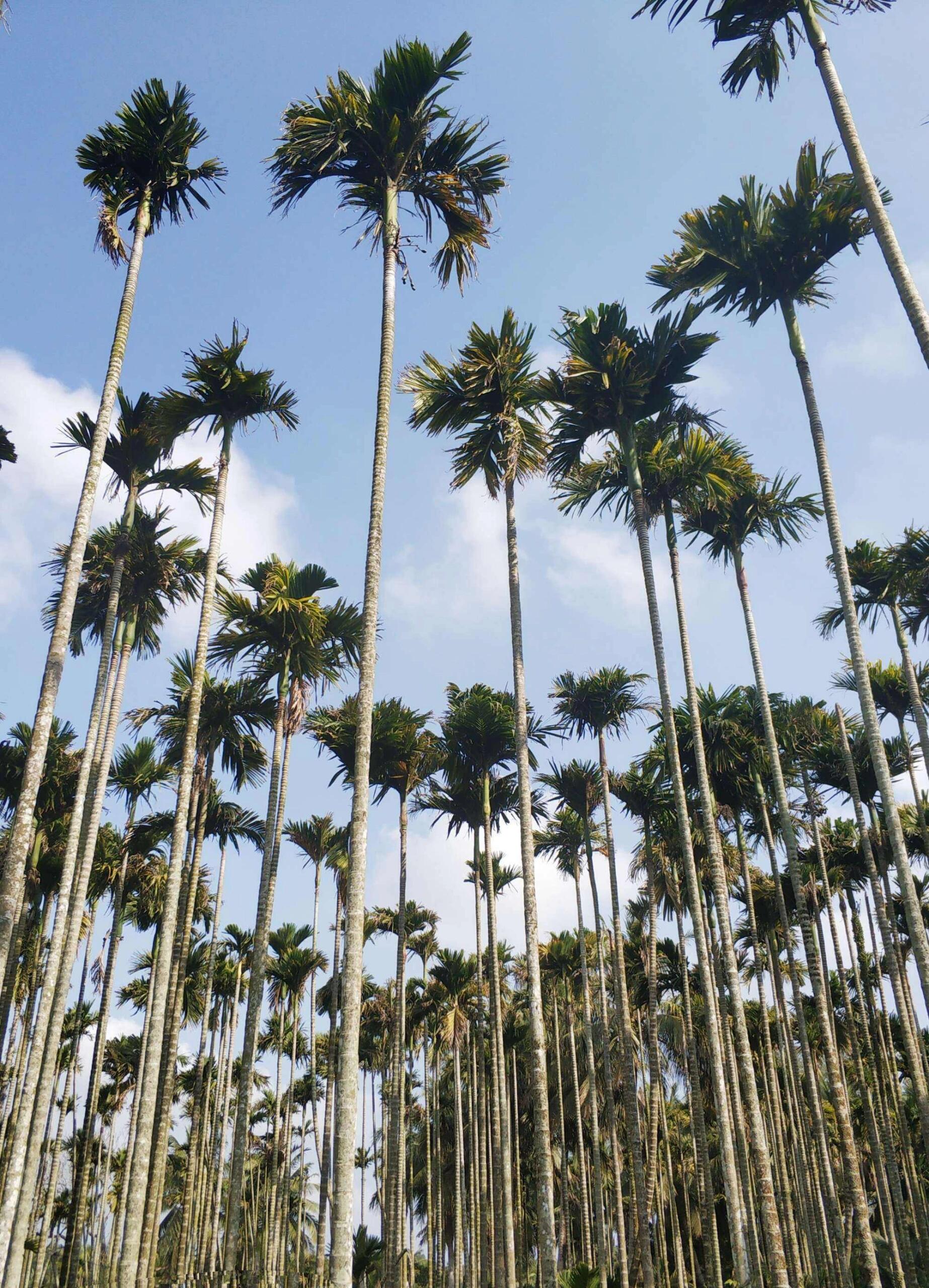 极简科普|🌿每天一种中药植物图鉴 🌼【药名】:槟榔 🌸【性味】