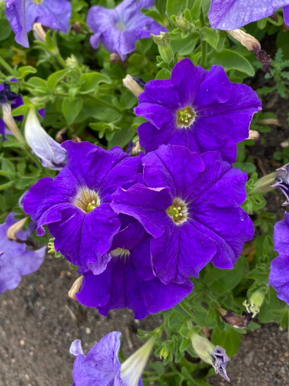 紫色矮牵牛花 碧冬茄属(学名:petunia)是一类原产于南美洲的草本植物