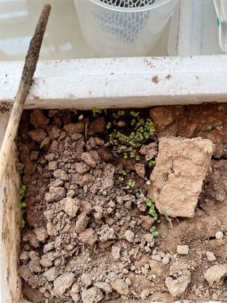 种荆芥不知道第多少天 终于发芽了97 可能我楼下挖的土太硬