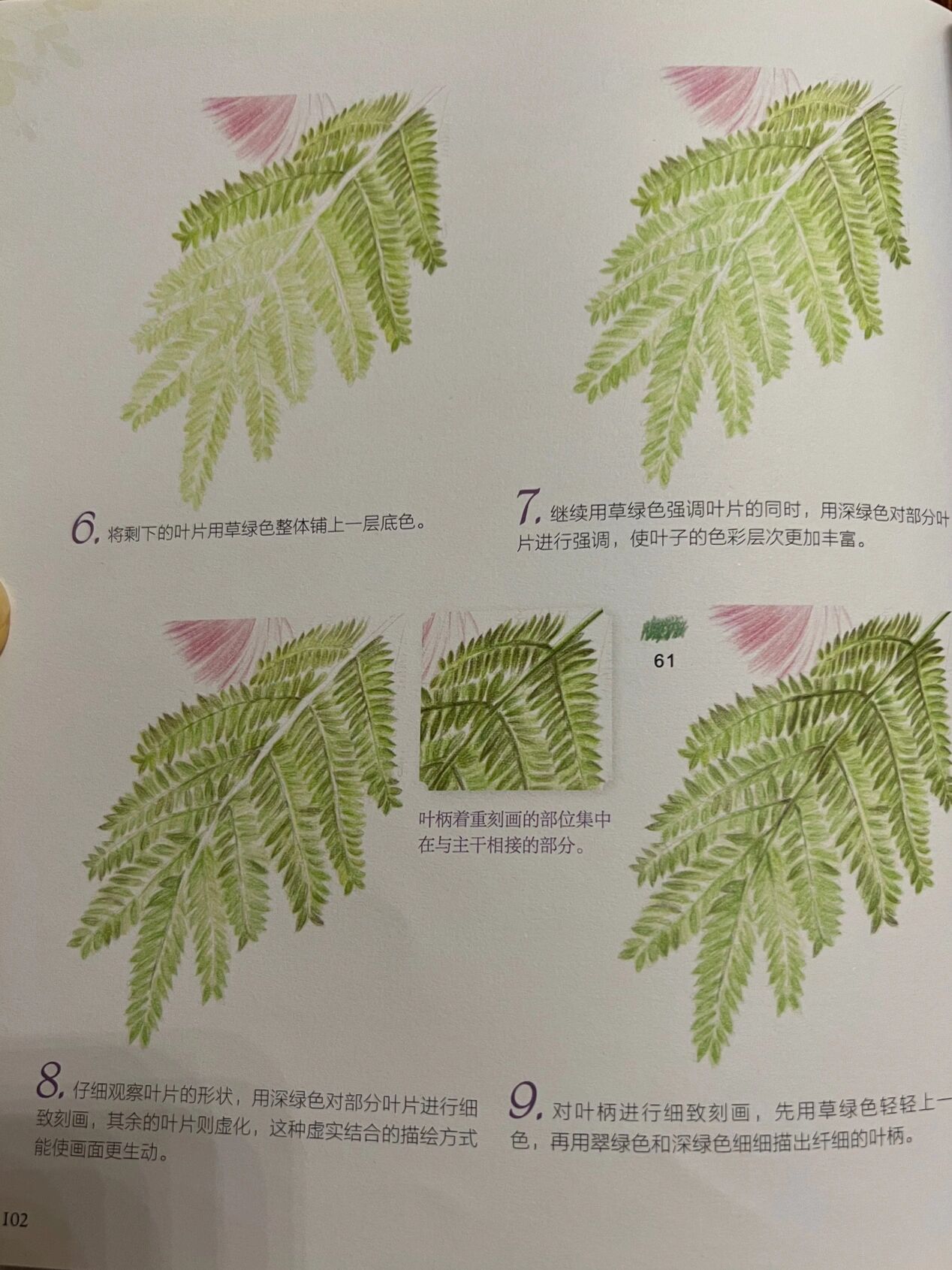 彩铅花卉——合欢花,附步骤图 合欢花语:丝丝缕缕的幸福