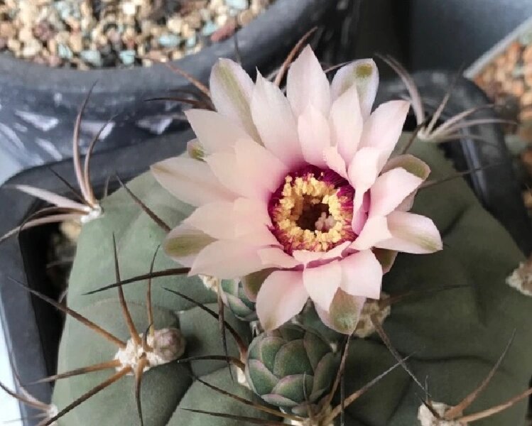 折墨虾仙人球惊艳的花