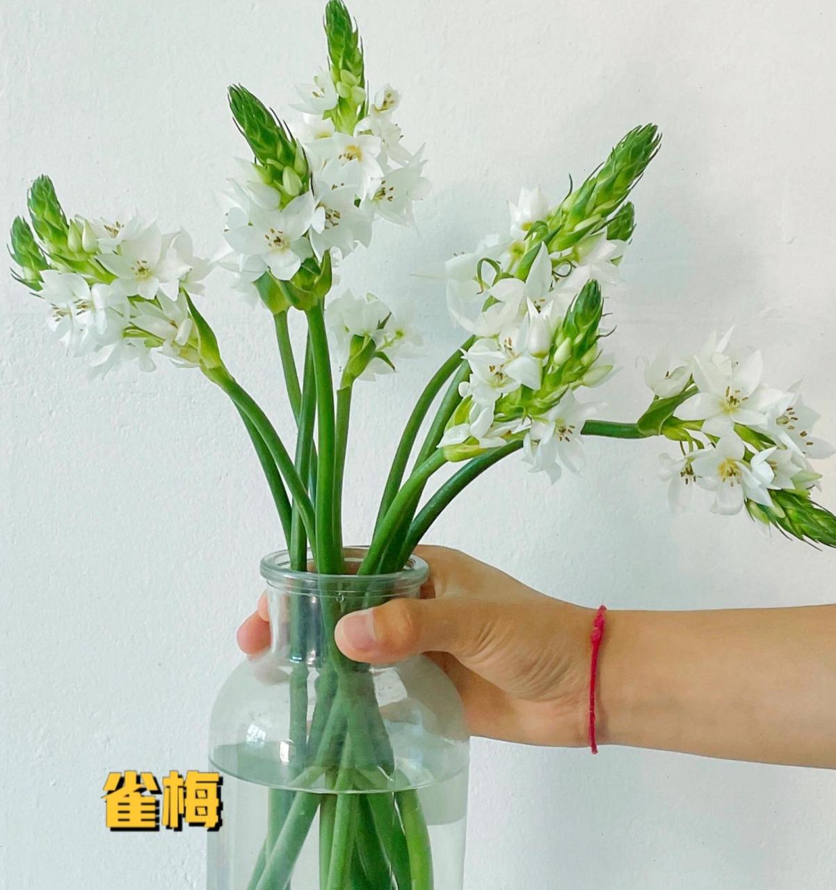 如何区别圣心百合与雀梅 圣心百合和雀梅是同一种植物,学名虎眼万年青