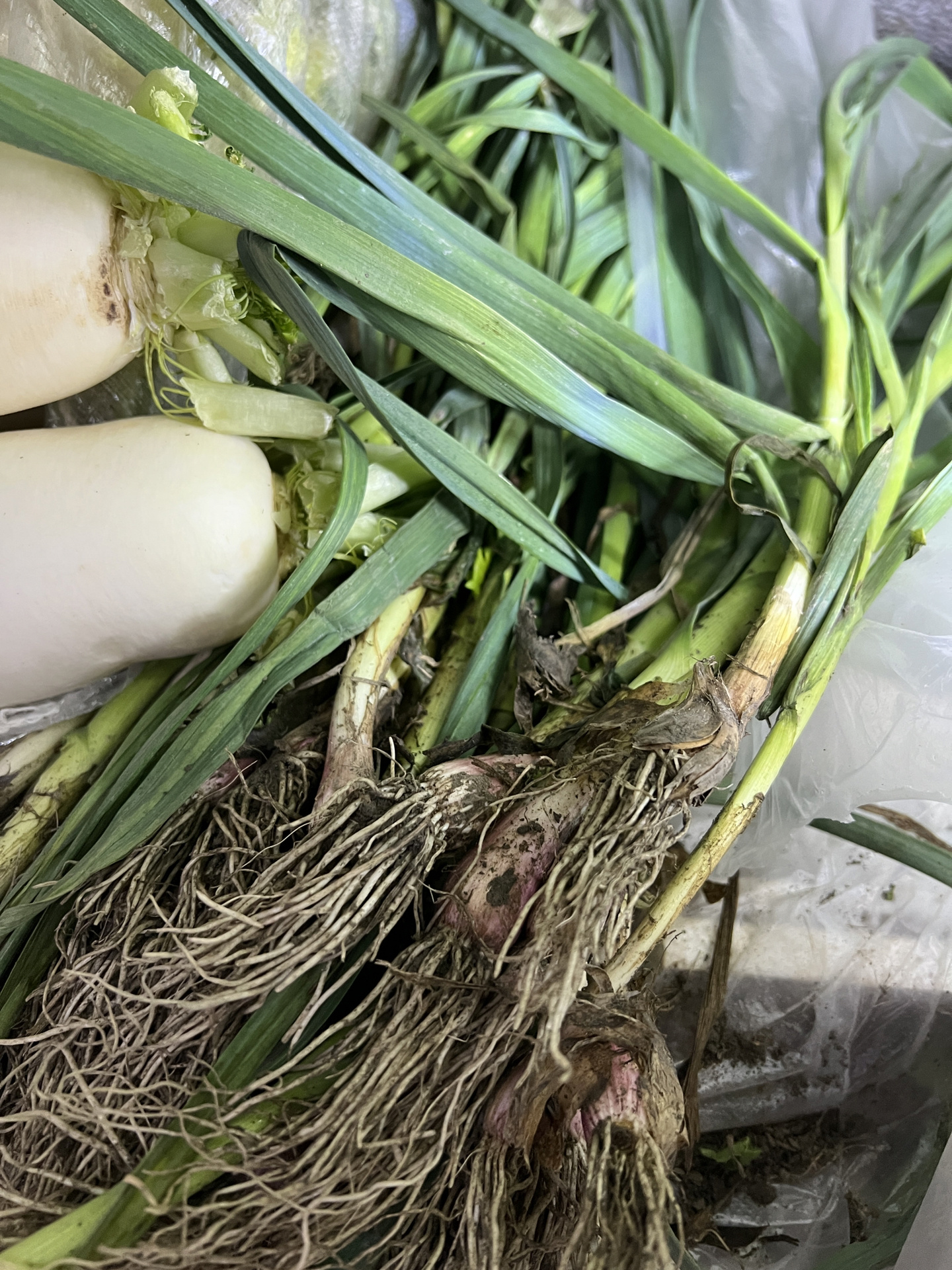 蒜苗和小葱!傻傻分不清楚!