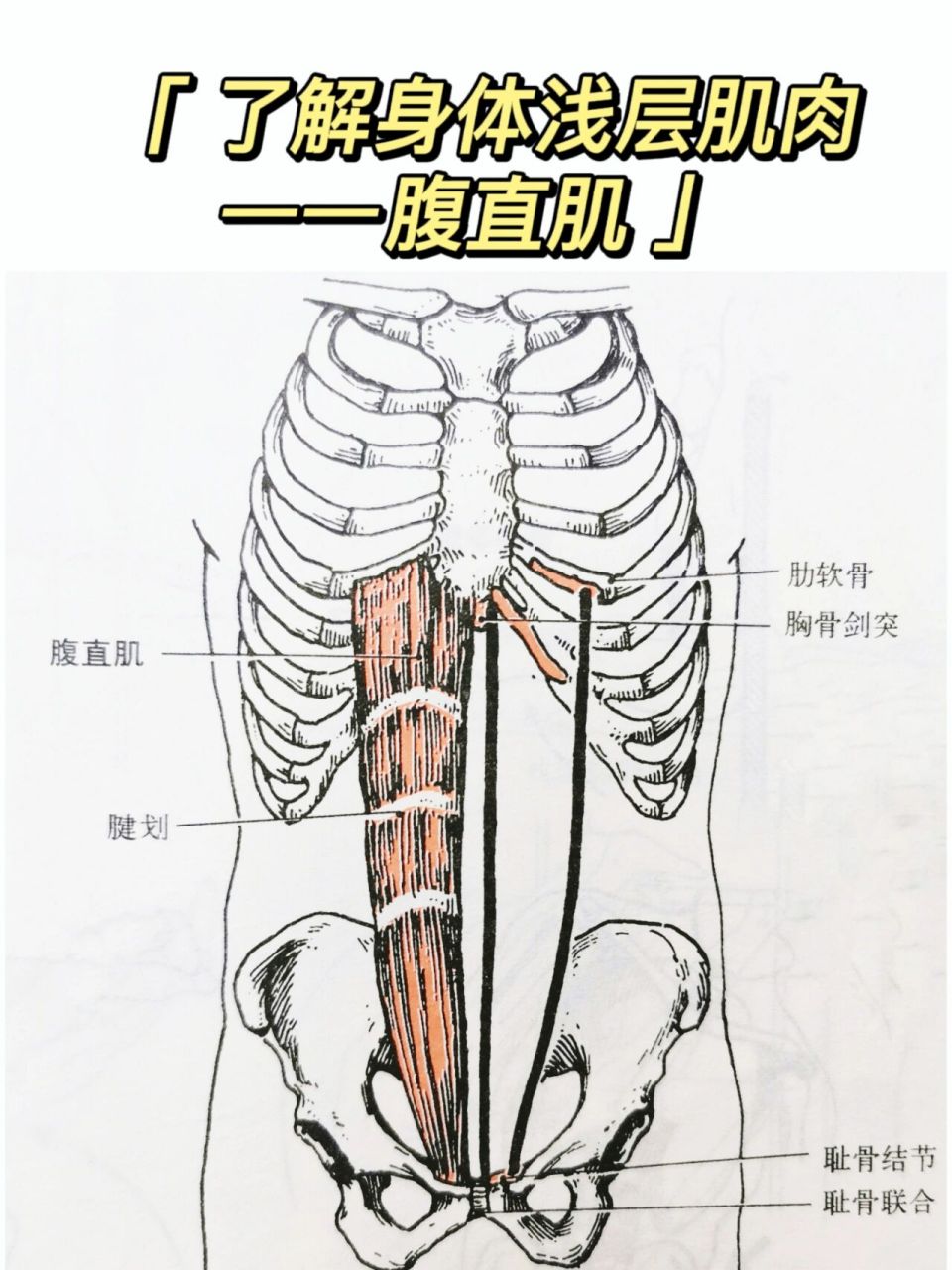 了解身体浅层肌肉—腹直肌 部位:在腹前壁正中线两侧的腹直肌鞘中
