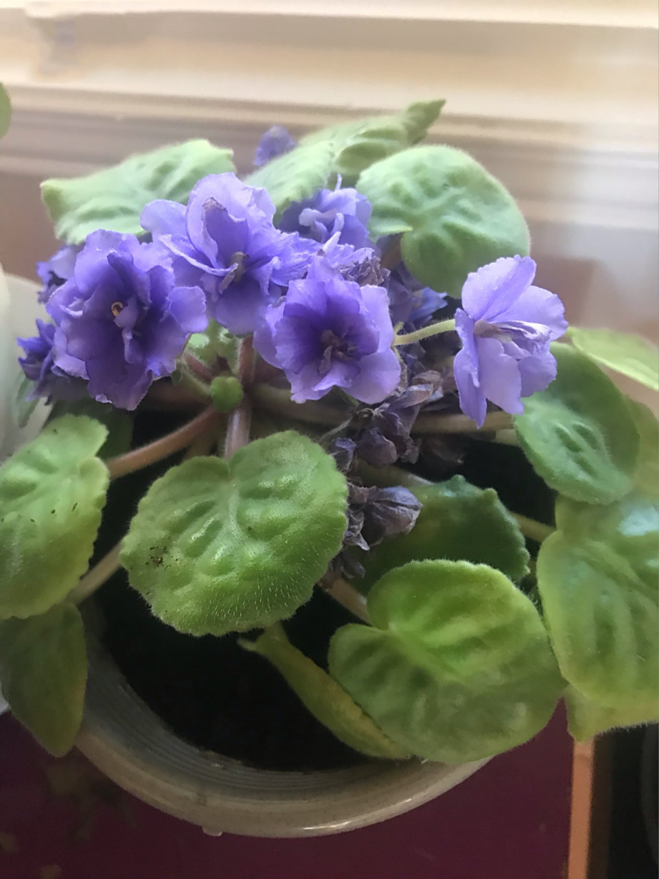 重瓣非洲紫罗兰 african violet 重瓣非洲紫罗兰的花真的很好看
