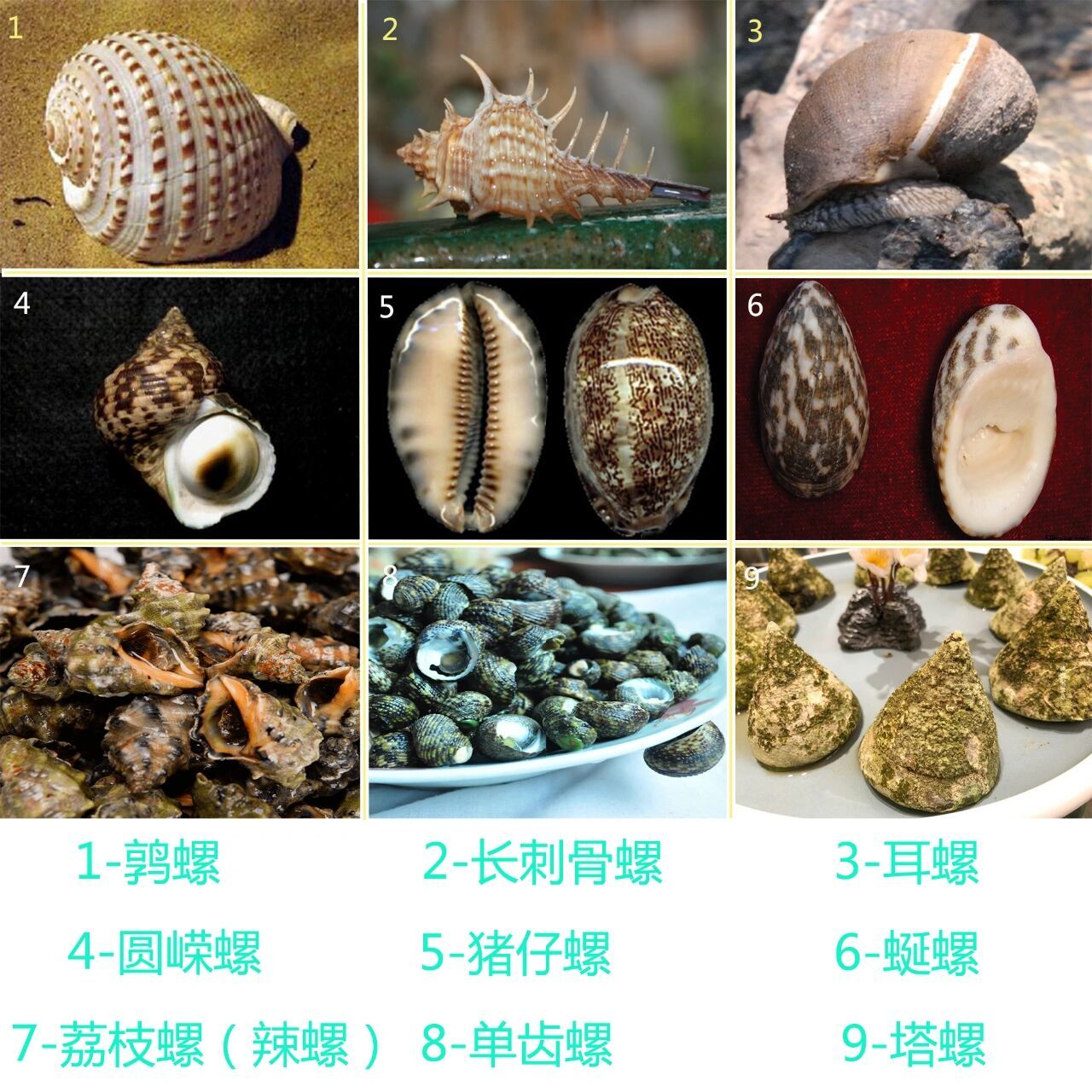 常见海螺名称和图片图片