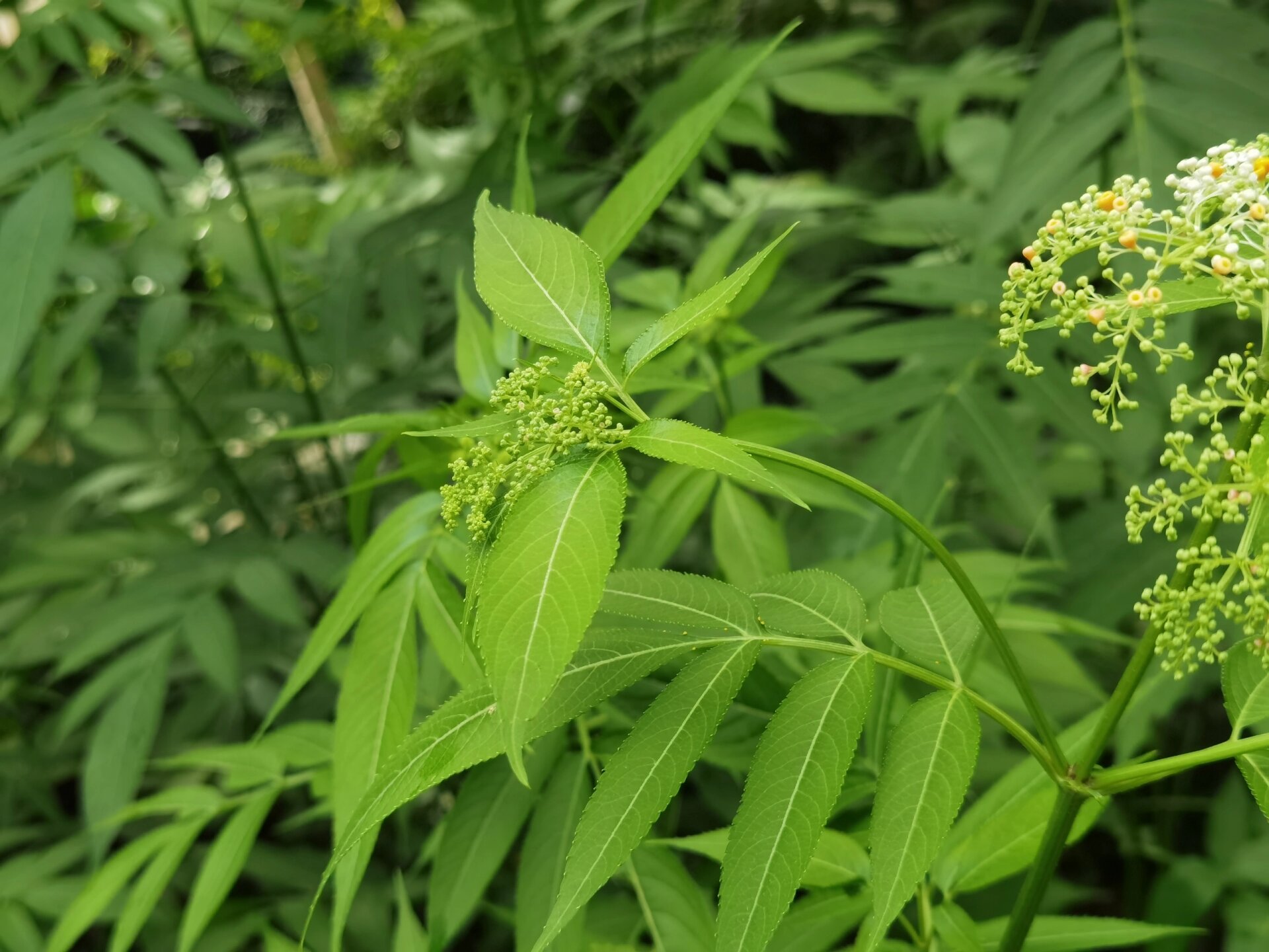 驳骨草 功效与作用 散瘀血,祛风湿,续筋骨 驳骨丹为爵床科植物驳骨丹