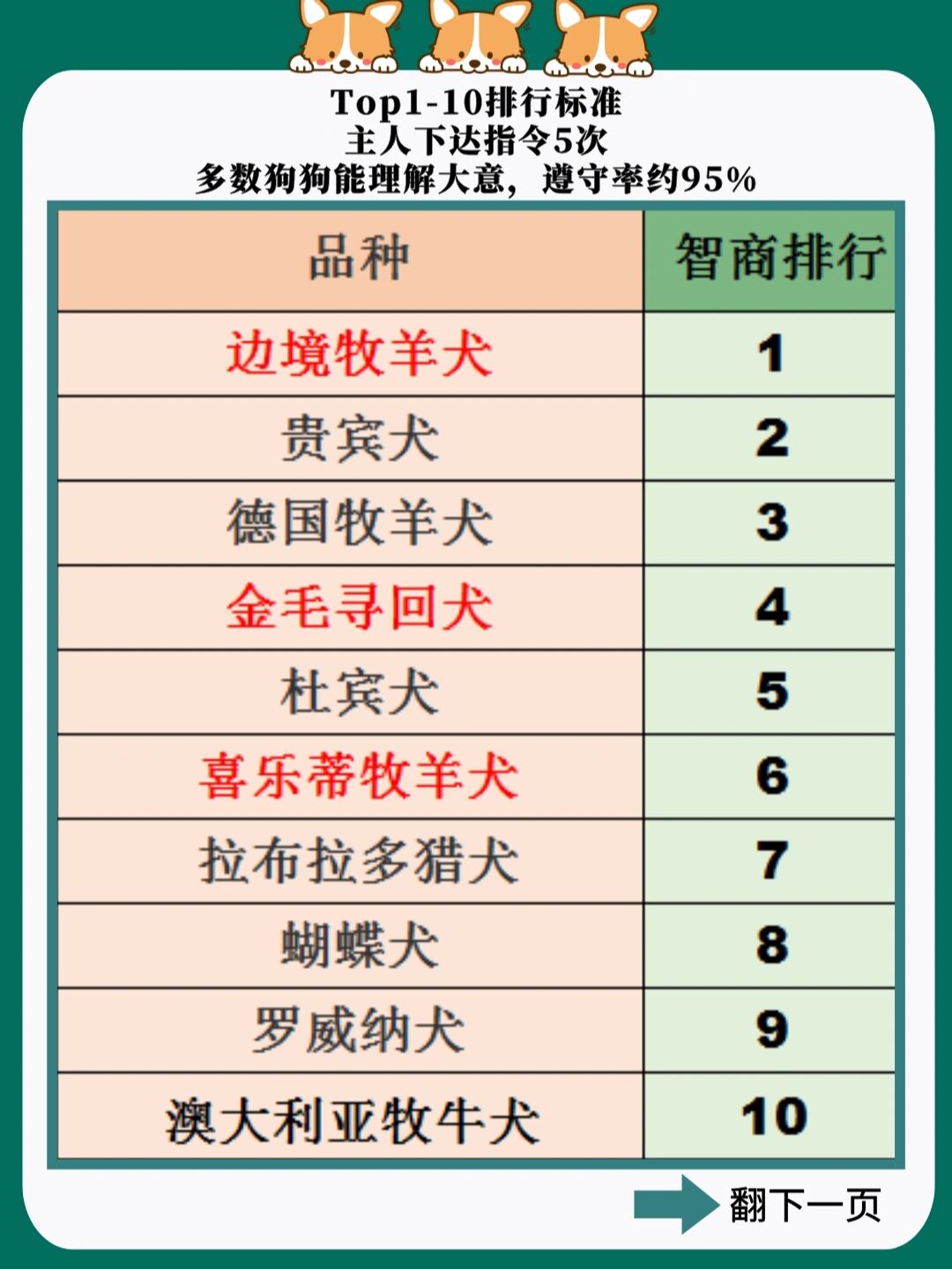 狗狗智商排行榜前5097你家狗狗在第几71