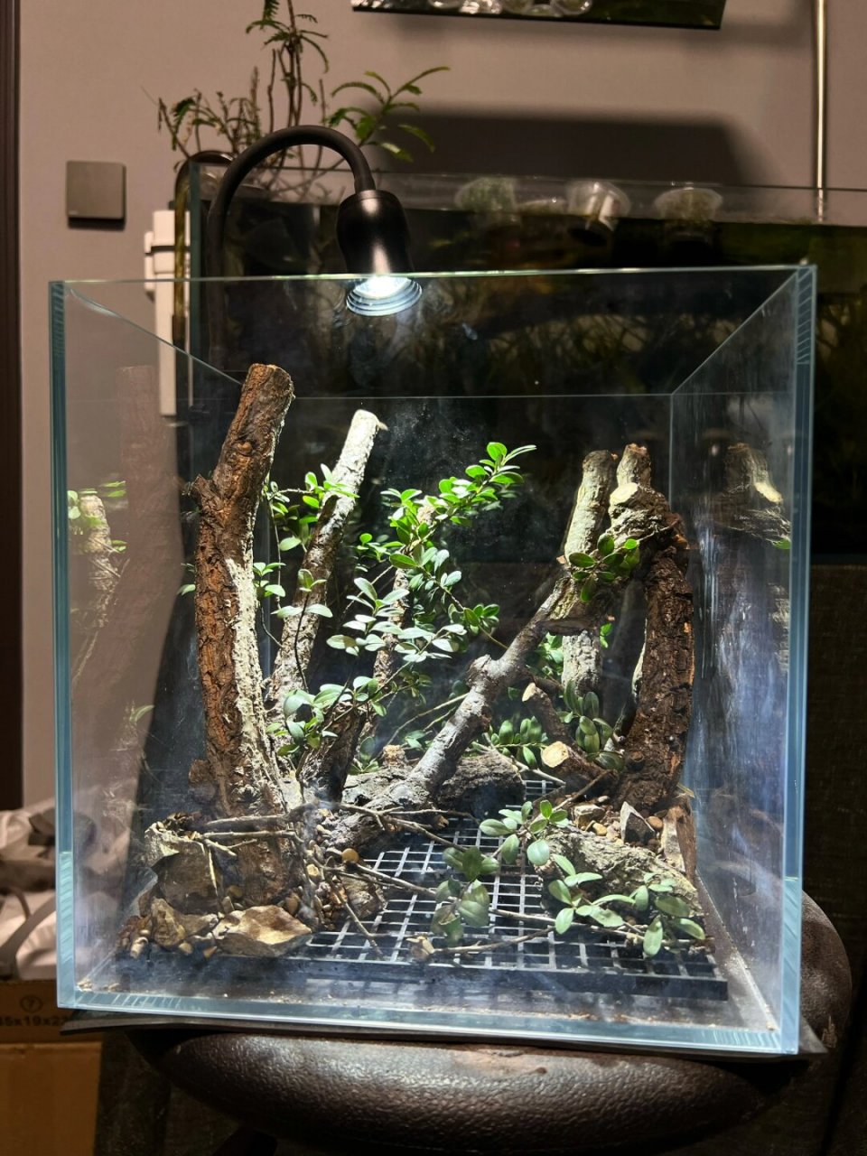 沉木造景# #水陆缸造景# #鱼缸造景# #南美缸造景# #庭院生活# #鱼缸