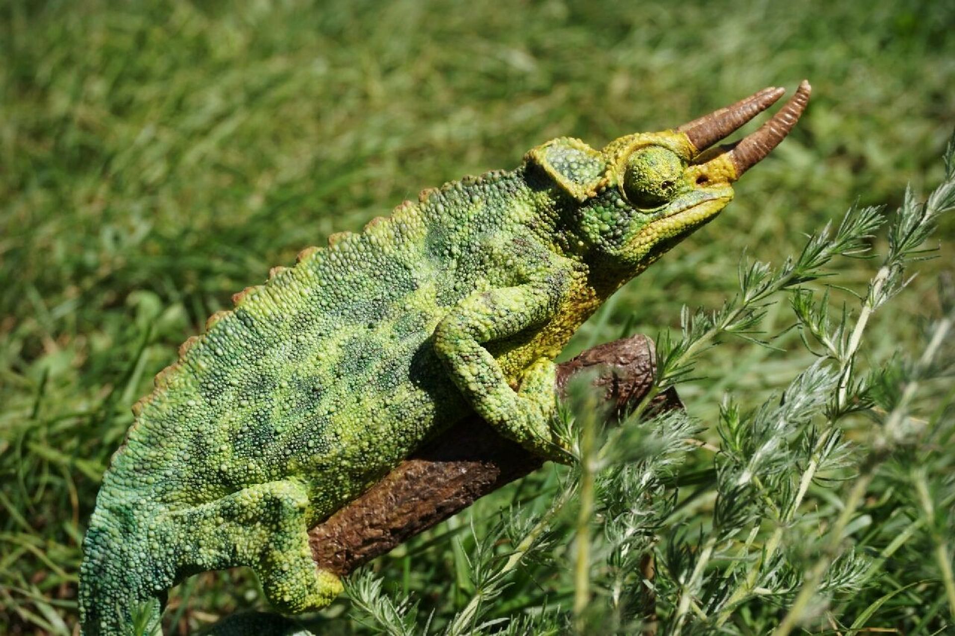 杰克森变色龙-模型涂装 这是2016年我的涂装作品,拿出来总结反省下