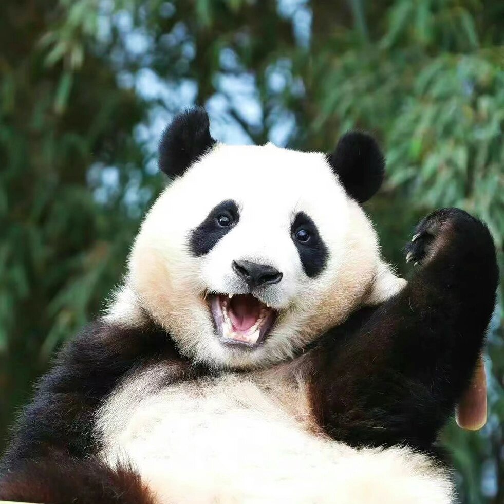 分享熊猫福宝特高清可爱头像9张