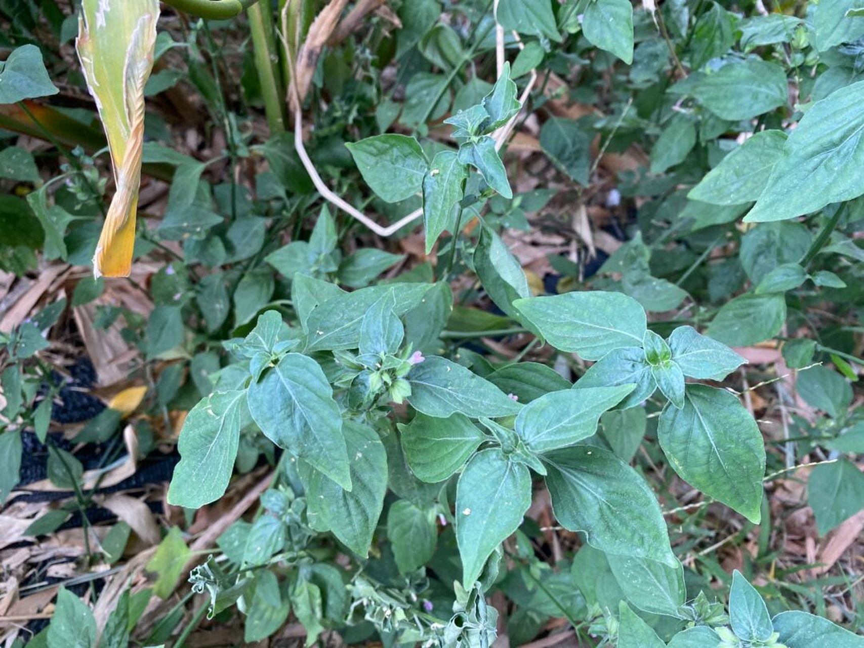 这个菜摘苗的部分拿来打汤,和猪肝打汤可以清肝明目,反正我小时候