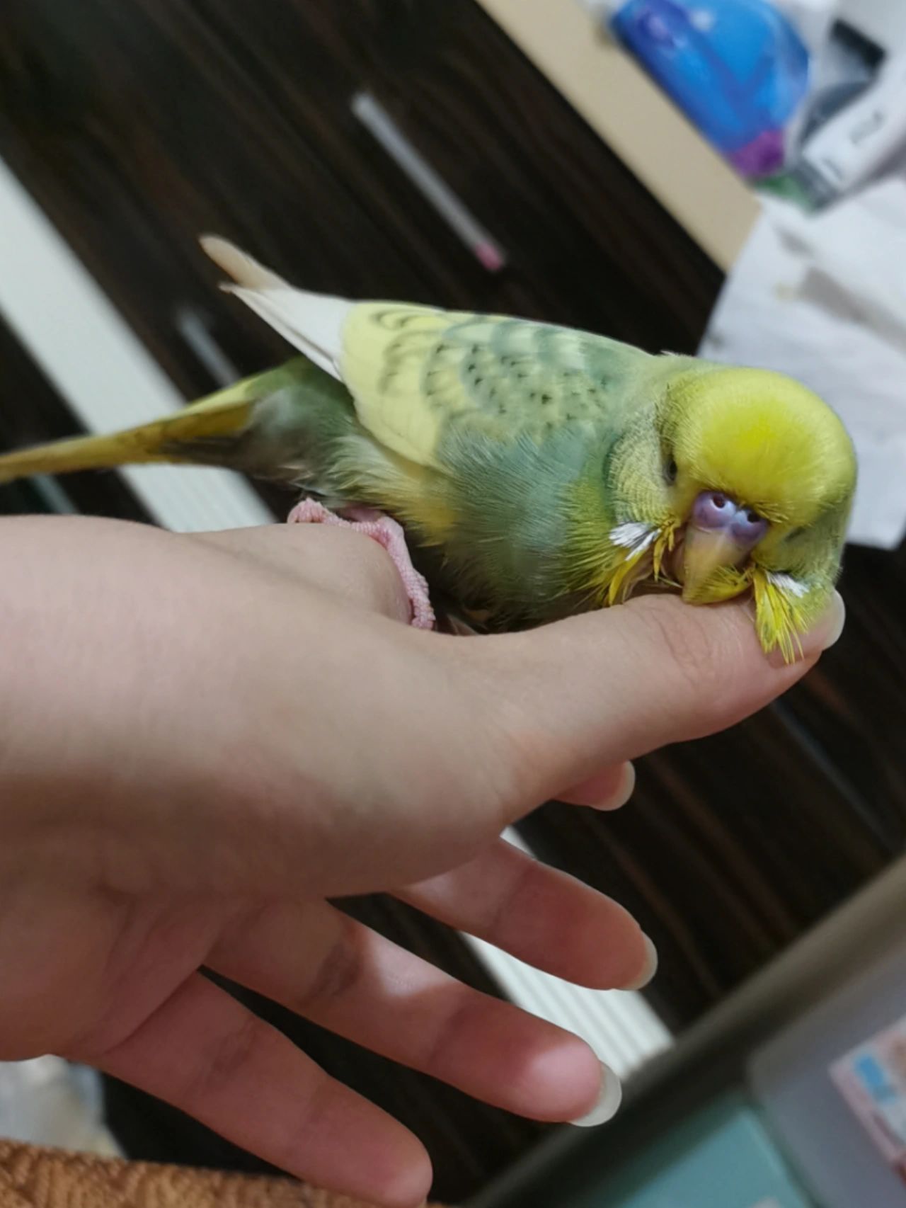 关于手养鸟成年后不亲人的问题