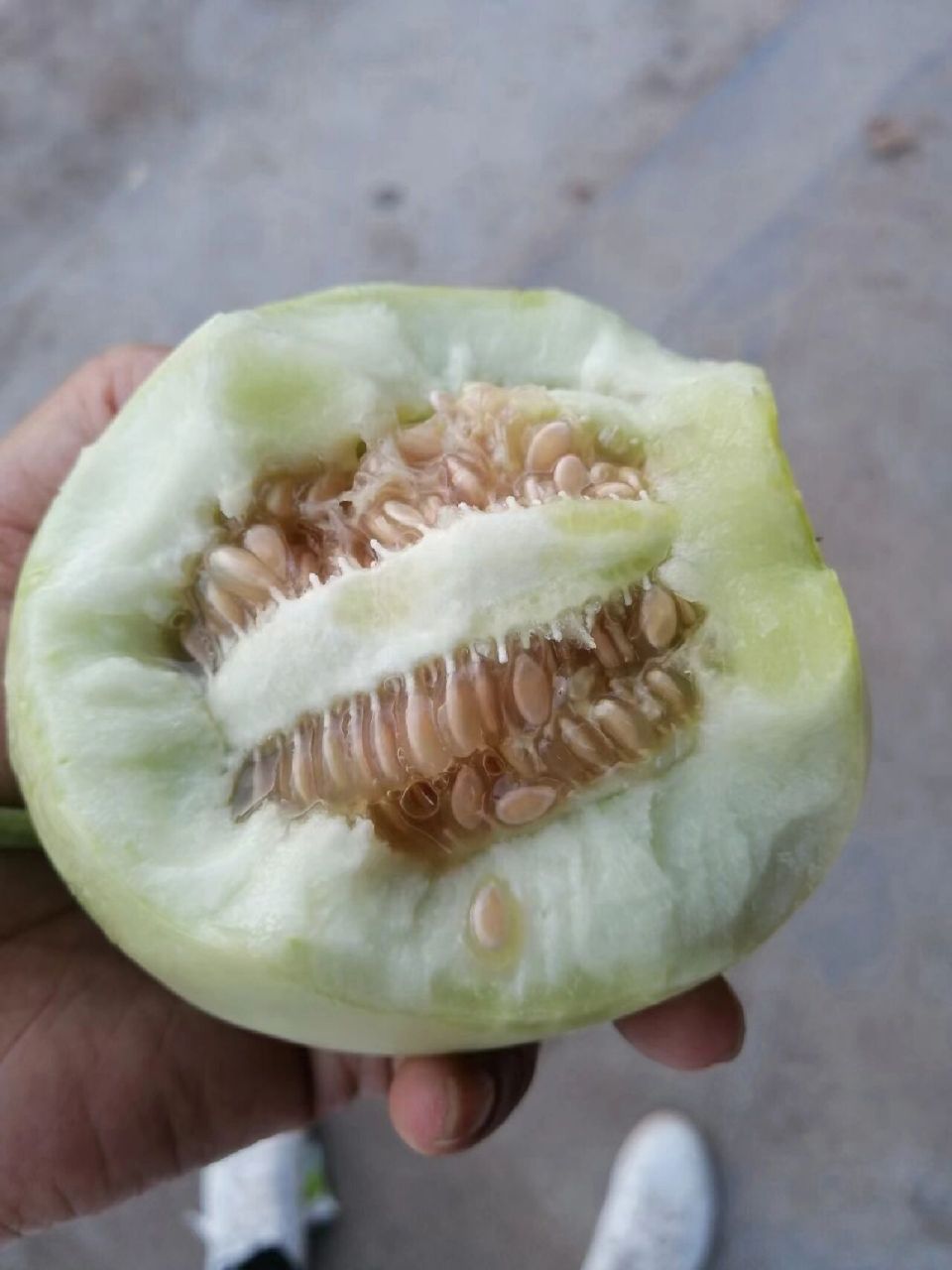 湖南老家本地香瓜: ​10斤,20斤包邮发货 ​快递2天到手 每天新鲜