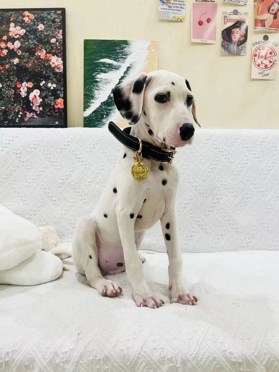 在乌海新家的彭哥,斑点狗大麦町犬 #斑点狗# #大麦町犬# #我家宠物好