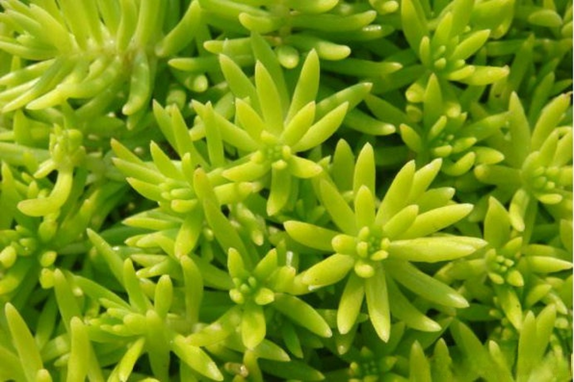 科普# 叮咚～科普送达啦,快来一起学习吧,今天我们来看看"金叶佛甲草"