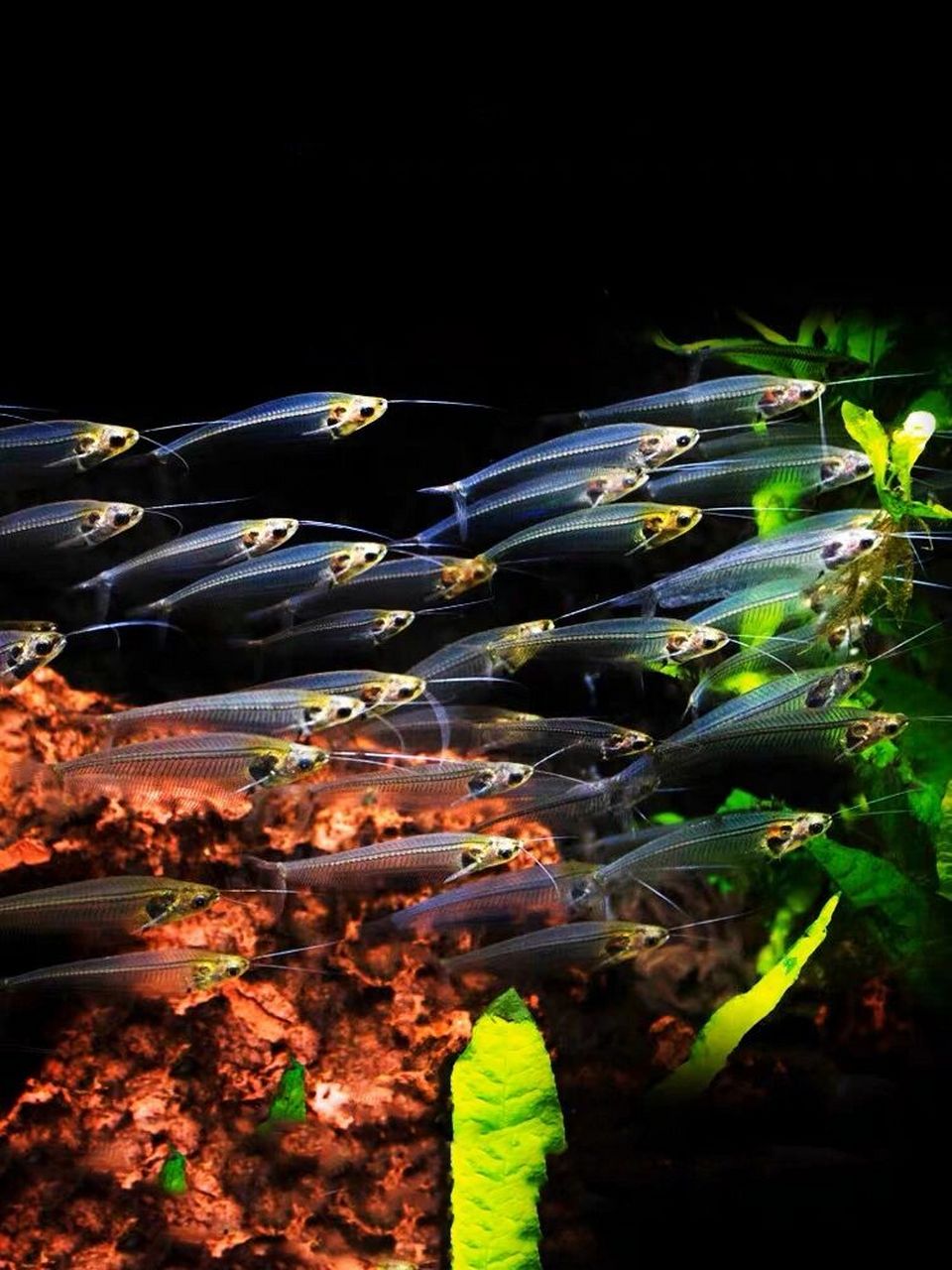 🐟名:玻璃猫 别称:玻璃缺鳍鲶 玻璃猫鱼成鱼体长10～12厘米左右