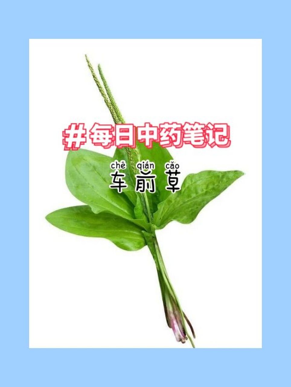 车前草的功效与作用 【车前草】 为车前科植物或平车前的干燥全草