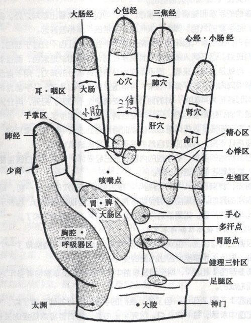 我本来肠胃就不好,现在稍微吃点东西胃就跟打了气似的,硬邦邦的,肚子