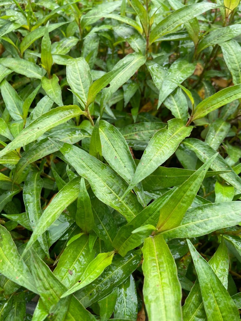 鱼香草…….你的老家有吗