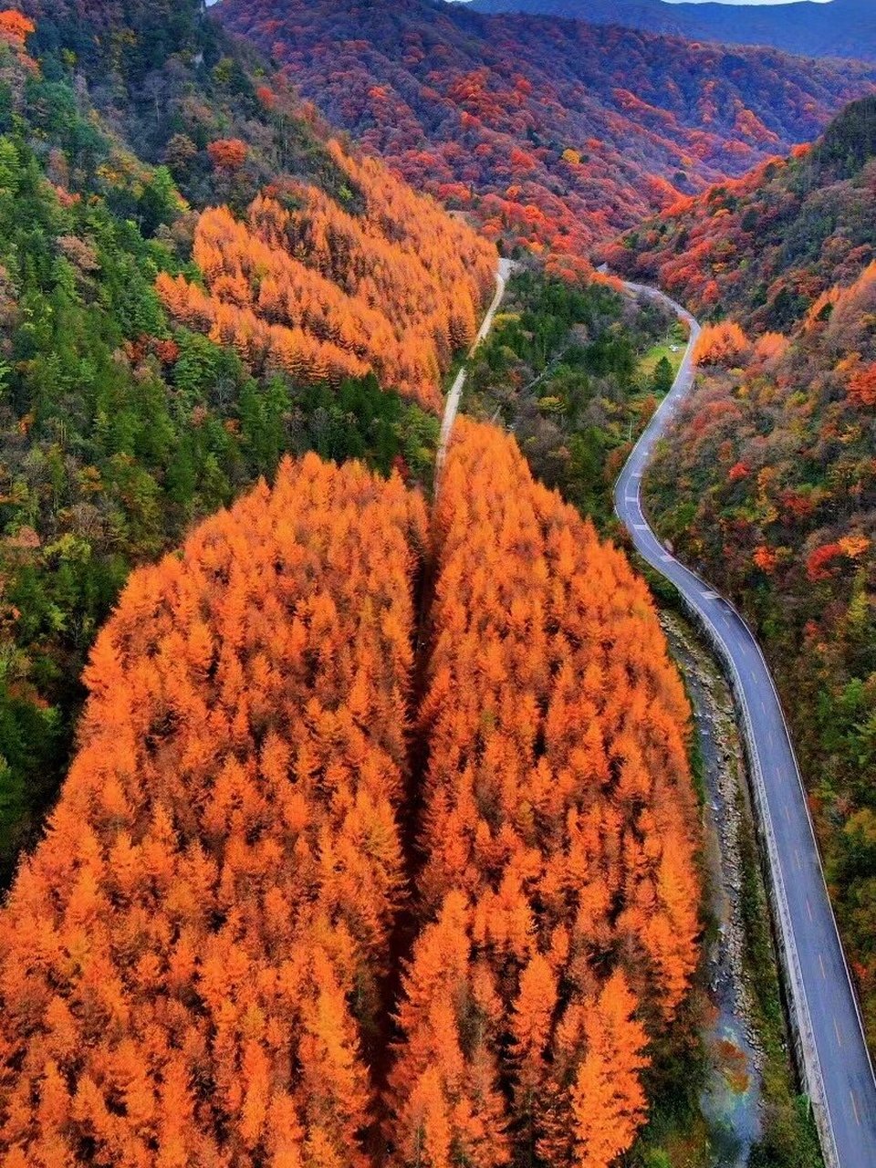 四川巴中光雾山 航拍亚洲第一红地毯……四川光雾山红叶