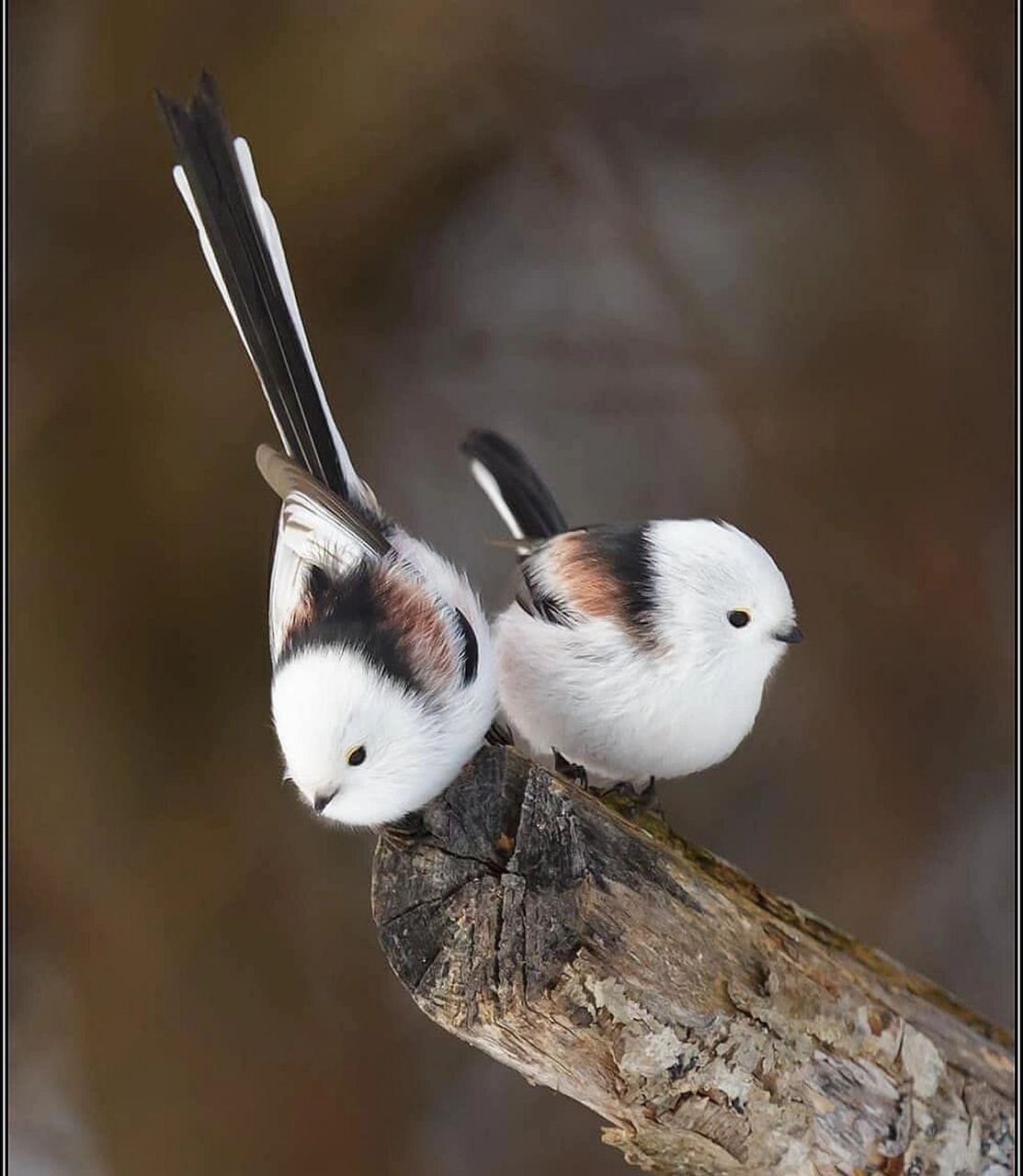 长尾山雀 #长尾山雀# #保护动物# #鸟类# #观鸟