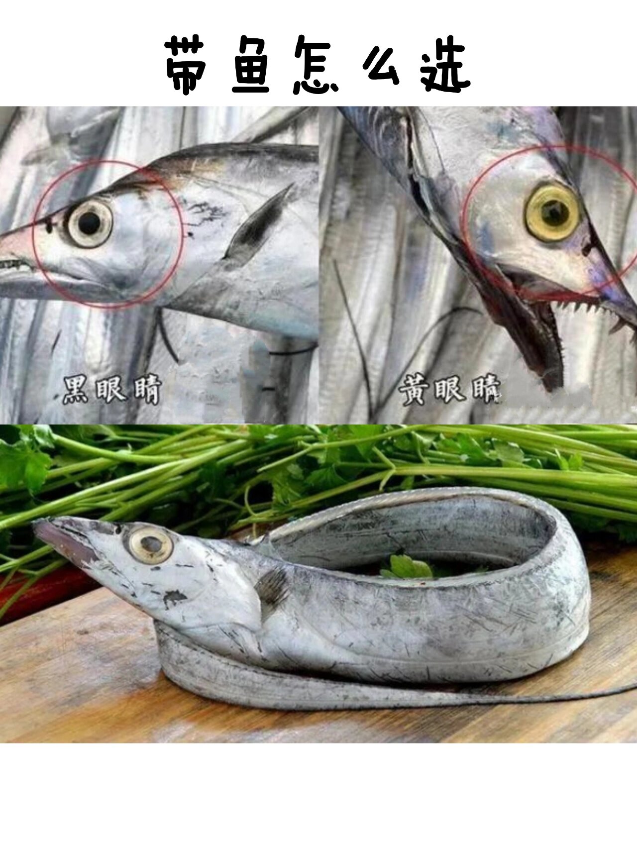 一分钟 | 黑眼带鱼和黄眼带鱼怎么选