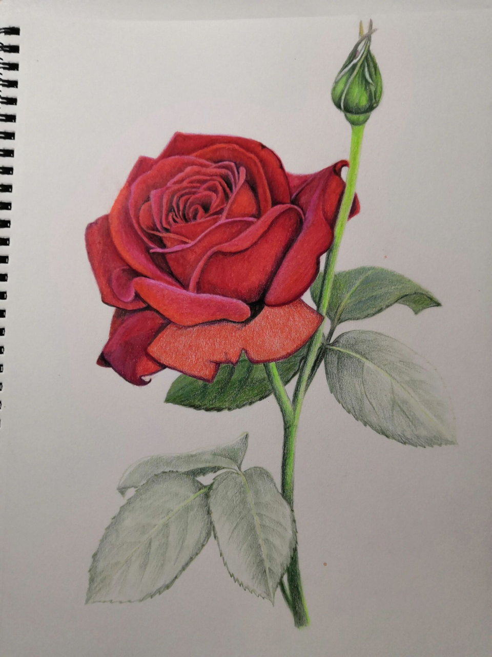彩铅画—红玫瑰 之前找的素材,画的一朵 ,那时心境平和,很认真,觉得